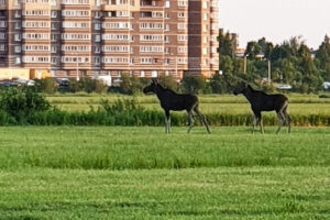 Почему лосей всё чаще видят в городе, как вести себя при встрече с ними и есть ли способ избежать аварий с участием животных? Объясняет биолог